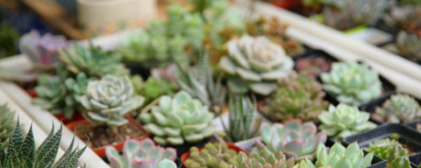 办公桌放什么植物好又旺财