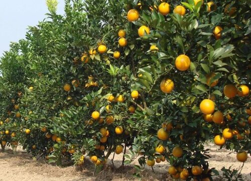 红江橙是哪里的特产