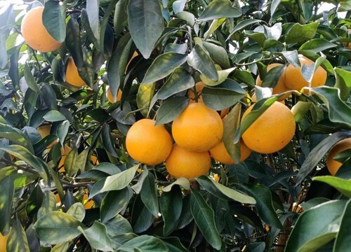 红江橙是哪里的特产