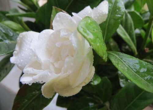 四季栀子花养护管理方法