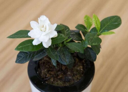 四季栀子花养护管理方法