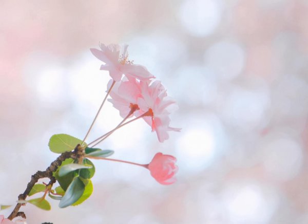 狮子和水瓶女合适吗