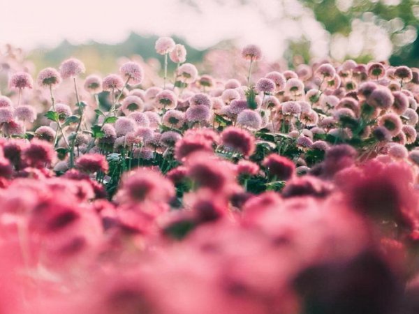 狮子和水瓶女合适吗