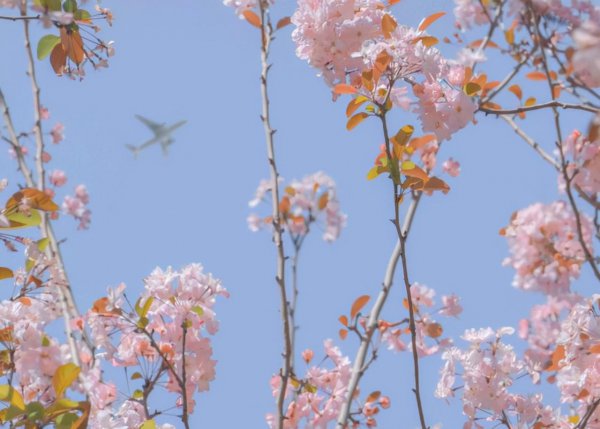 狮子和水瓶女合适吗