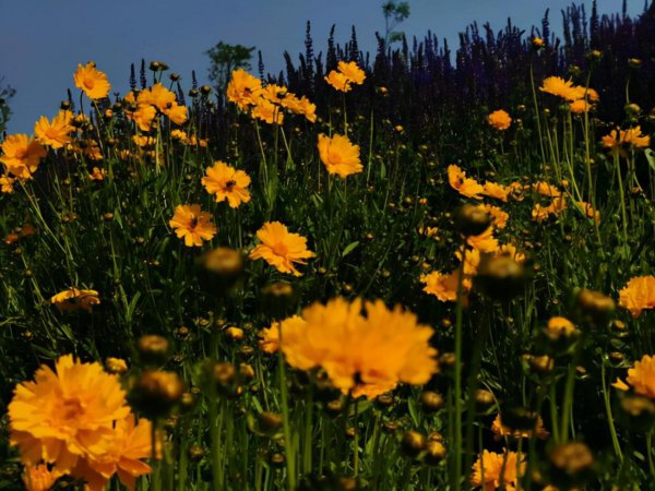 狮子和水瓶女合适吗