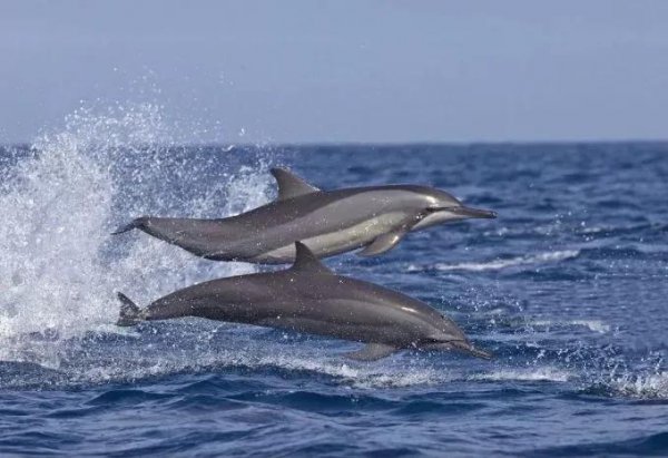 斯里兰卡是不是很穷