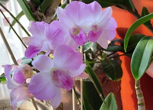 石斛兰长新芽后如何养护不腐烂还蹭蹭长