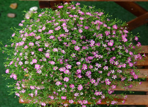 满天星所有颜色的花语和寓意