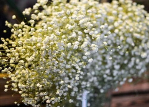 满天星所有颜色的花语和寓意