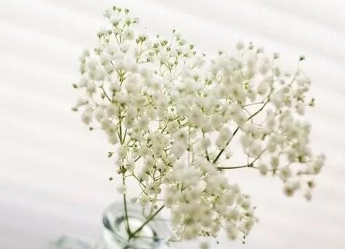 满天星所有颜色的花语和寓意