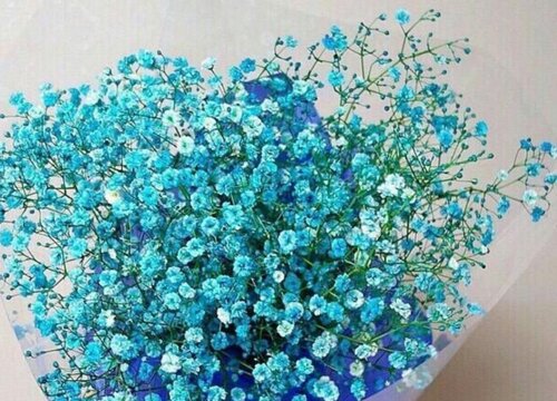 满天星所有颜色的花语和寓意