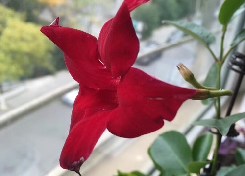 万里飘香藤一年开几次花