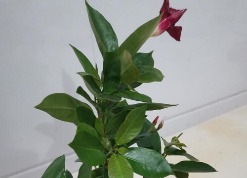 万里飘香藤一年开几次花