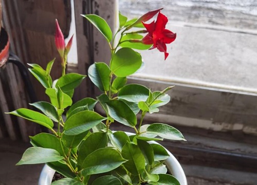 万里飘香藤一年开几次花