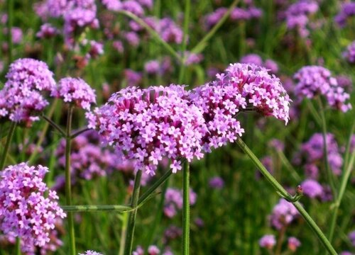 薰衣草和马鞭草的区别