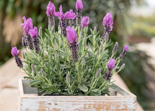 薰衣草和马鞭草的区别