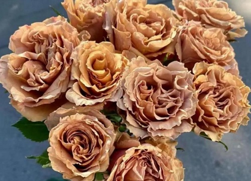 太妃糖月季的优缺点介绍