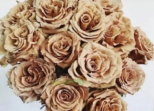 太妃糖月季的优缺点介绍