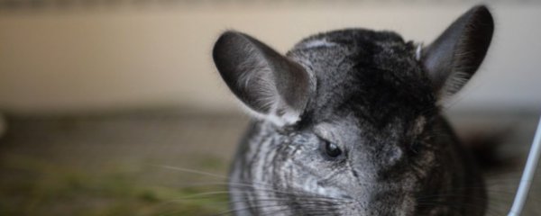 龙猫能和狗狗一起养吗