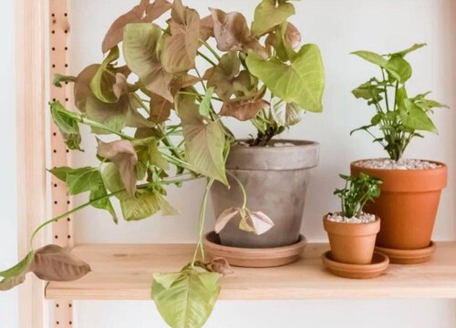 合果芋怎么修剪好看