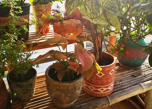 合果芋怎么修剪好看