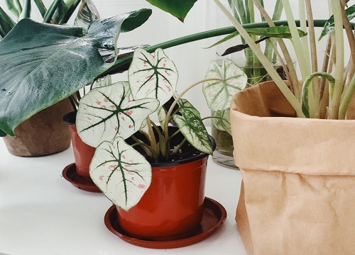 合果芋怎么修剪好看