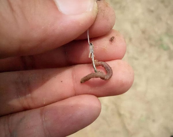 蚯蚓钓鱼的技巧