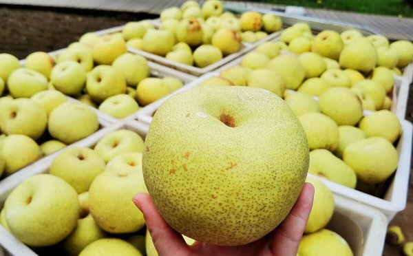贡梨和雪梨的区别
