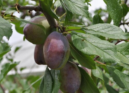 西梅什么时候栽种合适