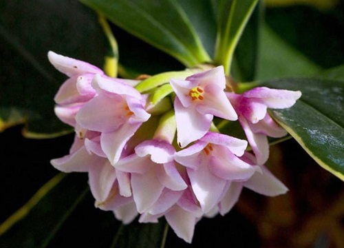 瑞香花叶子下垂怎么办