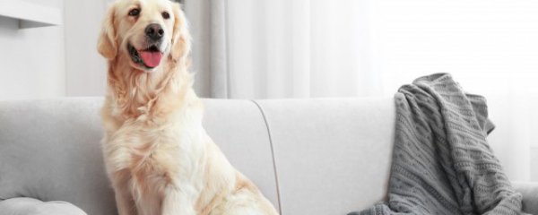 新手养狗必看的7个重点知识