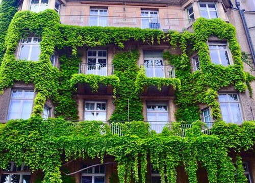 爬山虎结果能吃吗