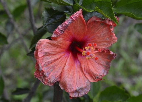 扶桑花养护需要满足什么条件开花大