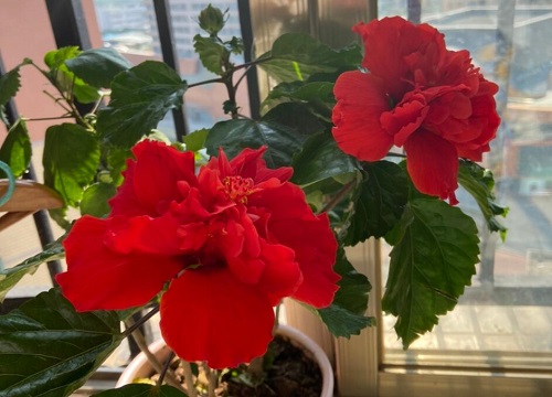 扶桑花养护需要满足什么条件开花大