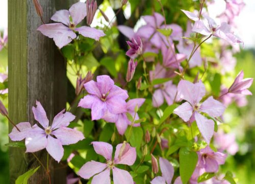 铁线莲种植多久开花