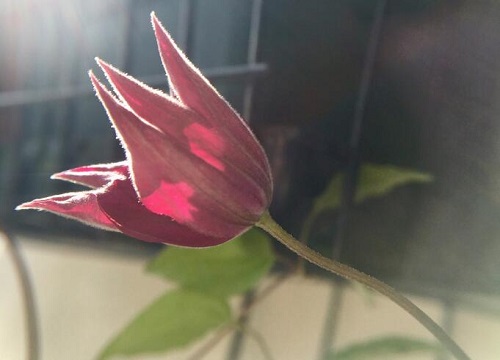 铁线莲种植多久开花