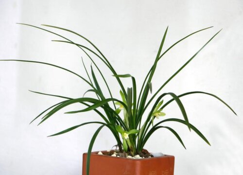 养兰花用什么花盆最好