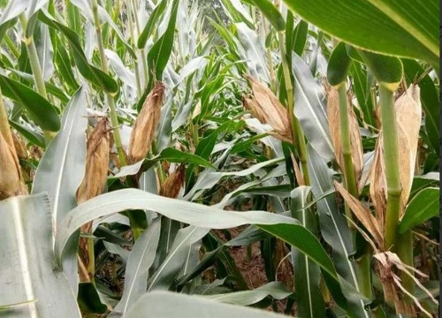 中农大788玉米种子价格