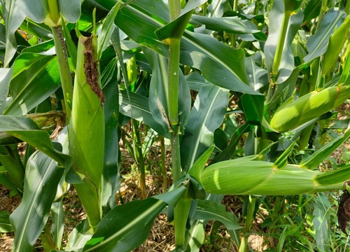 中农大788玉米种子价格