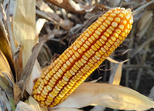 中农大788玉米种子价格