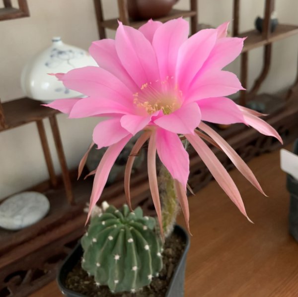 请问仙人球夏天换盆可以吗