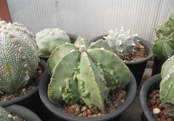 请问仙人球夏天换盆可以吗