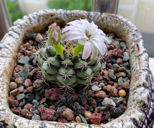 请问仙人球夏天换盆可以吗