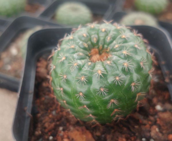 请问仙人球夏天换盆可以吗