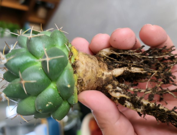 请问仙人球夏天换盆可以吗