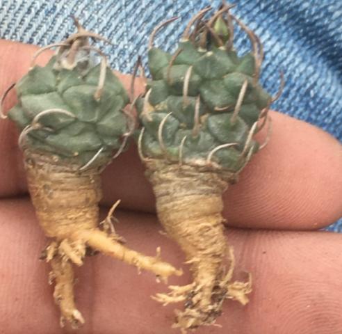 请问仙人球夏天换盆可以吗