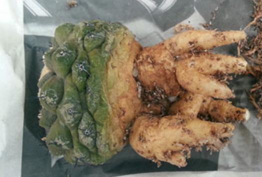 请问仙人球夏天换盆可以吗