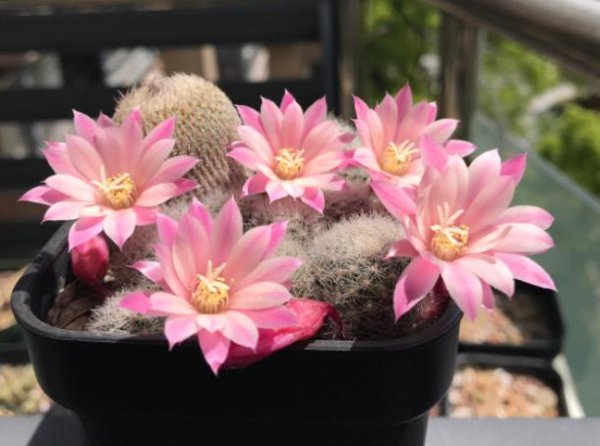 请问仙人球夏天换盆可以吗