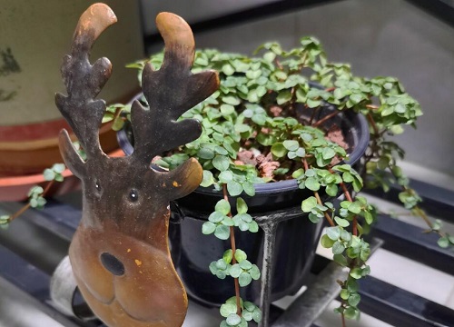 冷水花开花吗 开花是什么样子