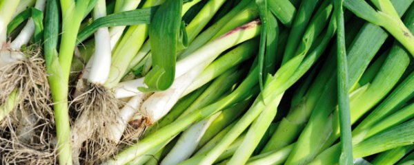 梦见拔蒜苗是什么意思